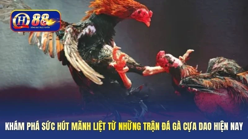 kham-pha-suc-hut-manh-liet-tu-nhung-tran-da-ga-cua-dao-hien-nay